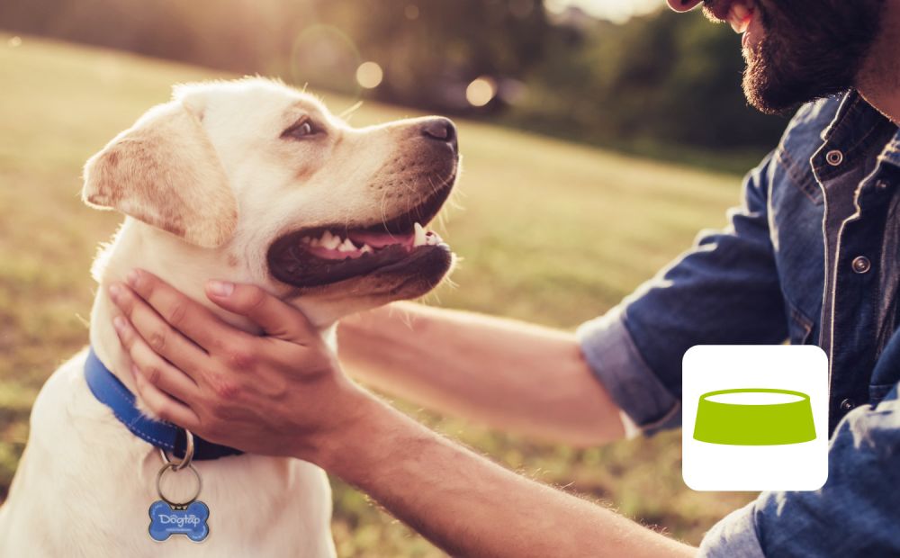 Mensch der Kopf von Hund liebevoll umschlossen hält