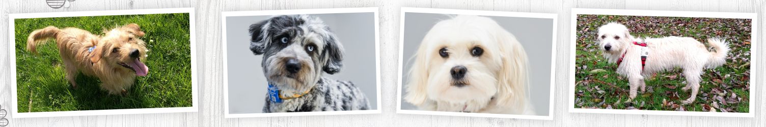 Personalausweis für Hunde